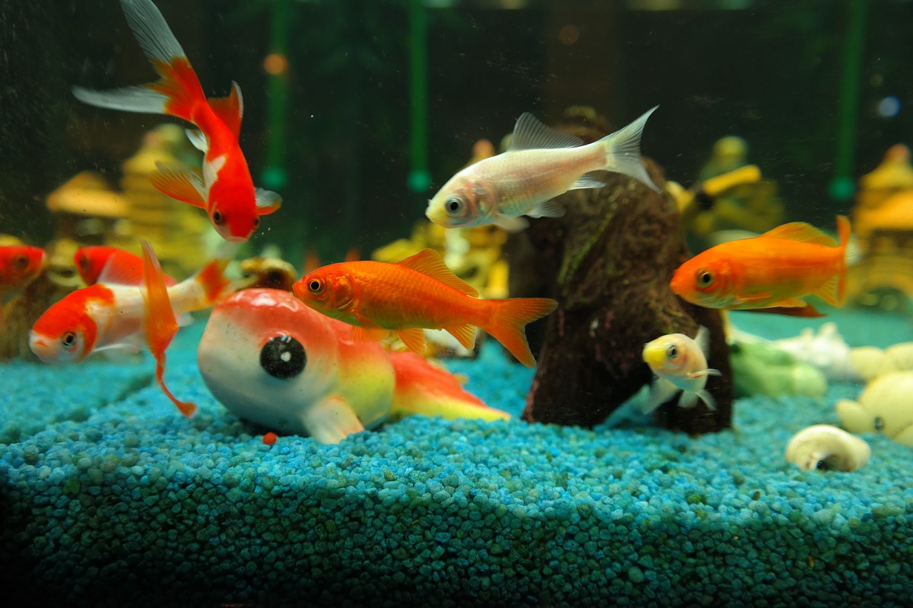 moving-aquarium-fish-tank